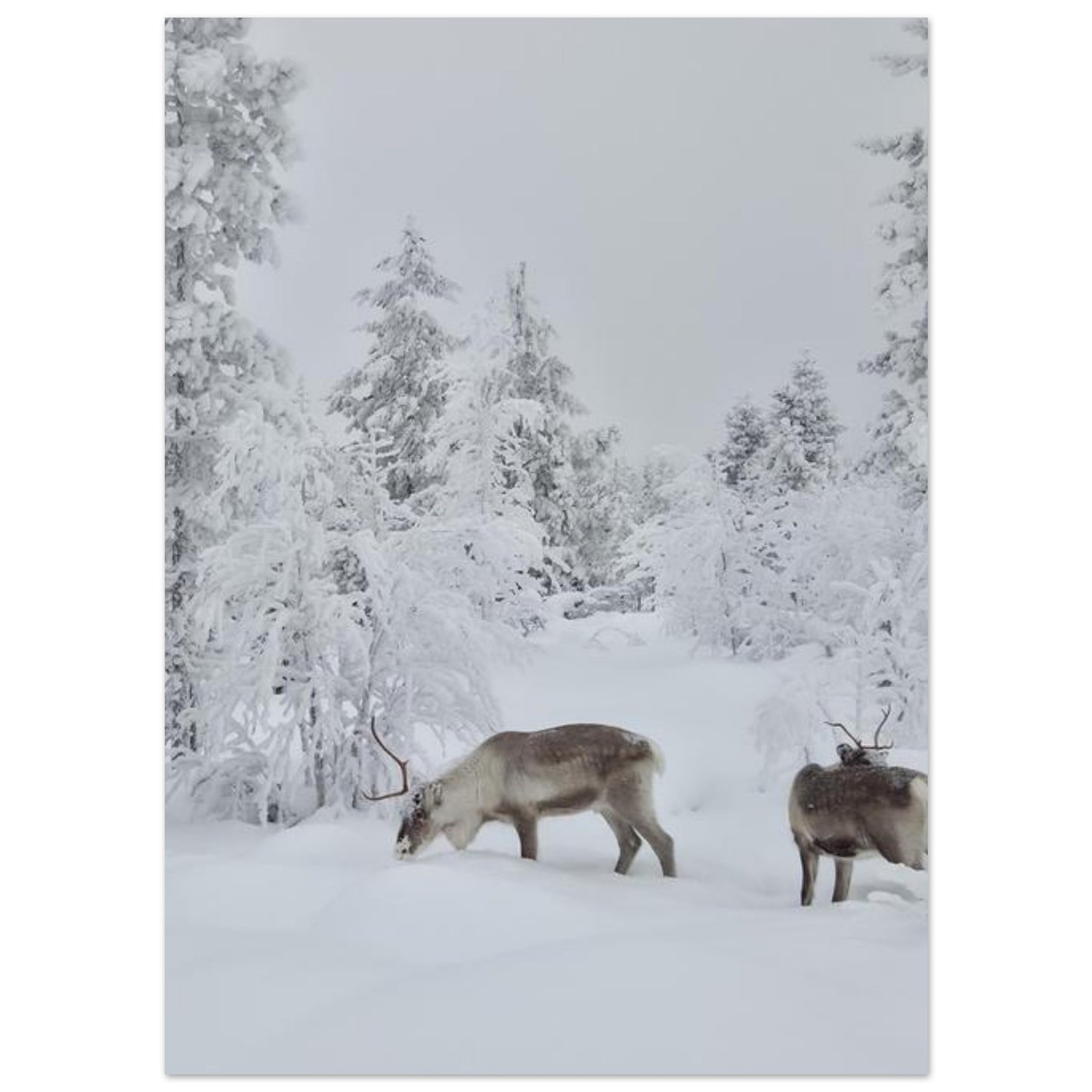 Nordisk renar i snö giclée poster med fine art-kvalitet och 12-färgstryck
