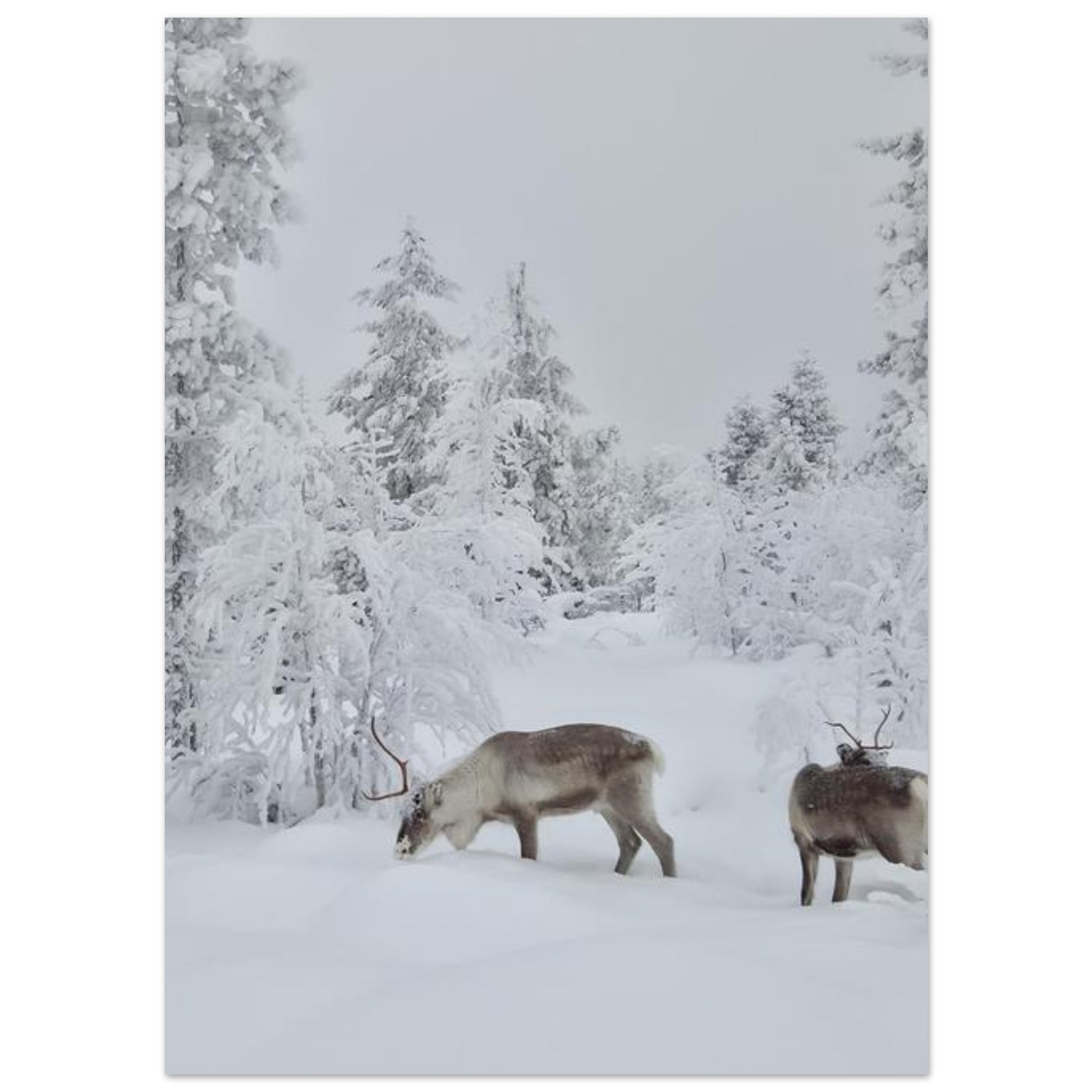Nordisk renar i snö giclée poster med fine art-kvalitet och 12-färgstryck
