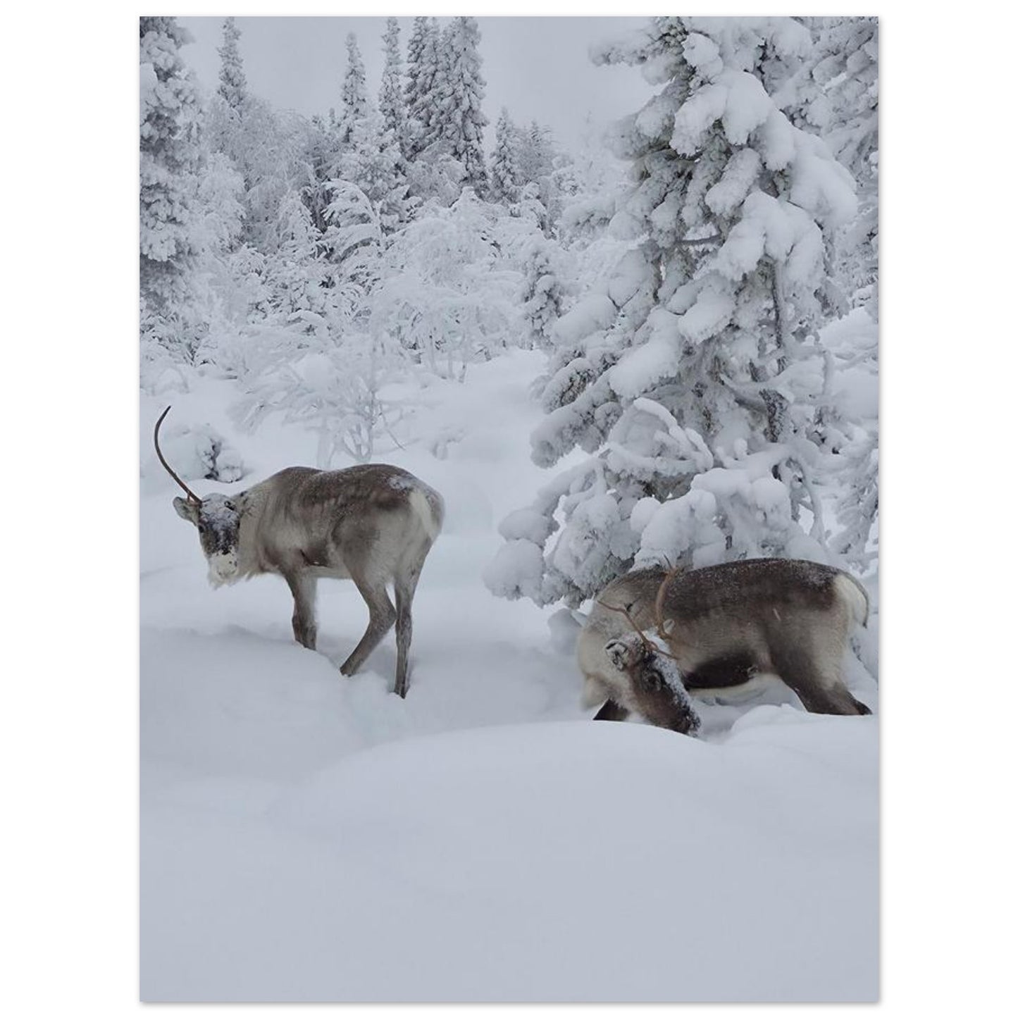 Nordisk ren i snö fine art poster med naturmotiv och levande färger
