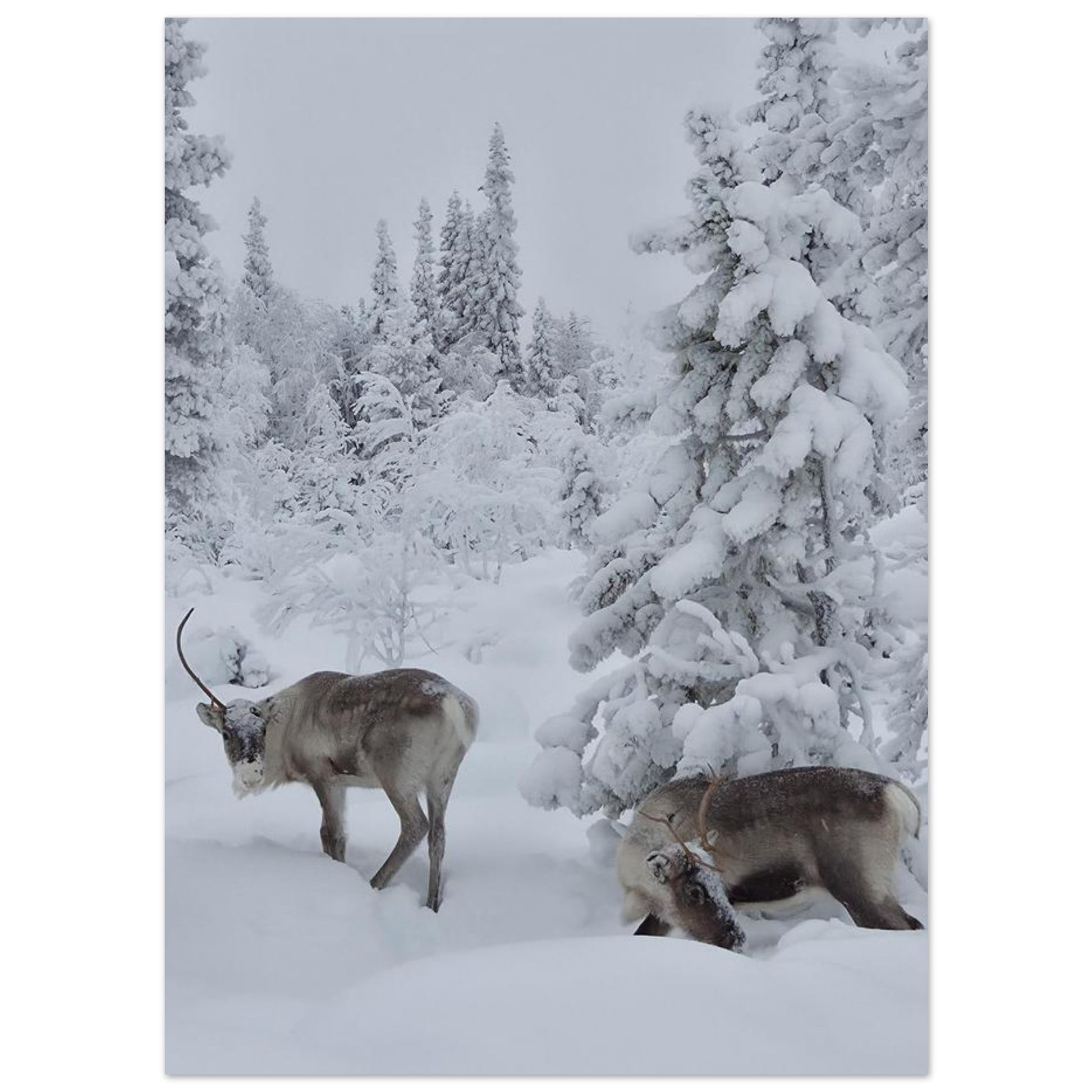 Nordisk ren i snö fine art poster med naturmotiv och levande färger
