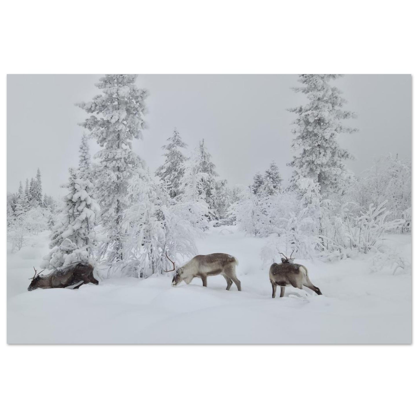 Nordisk renar i snö giclée poster med fine art-kvalitet och 12-färgstryck
