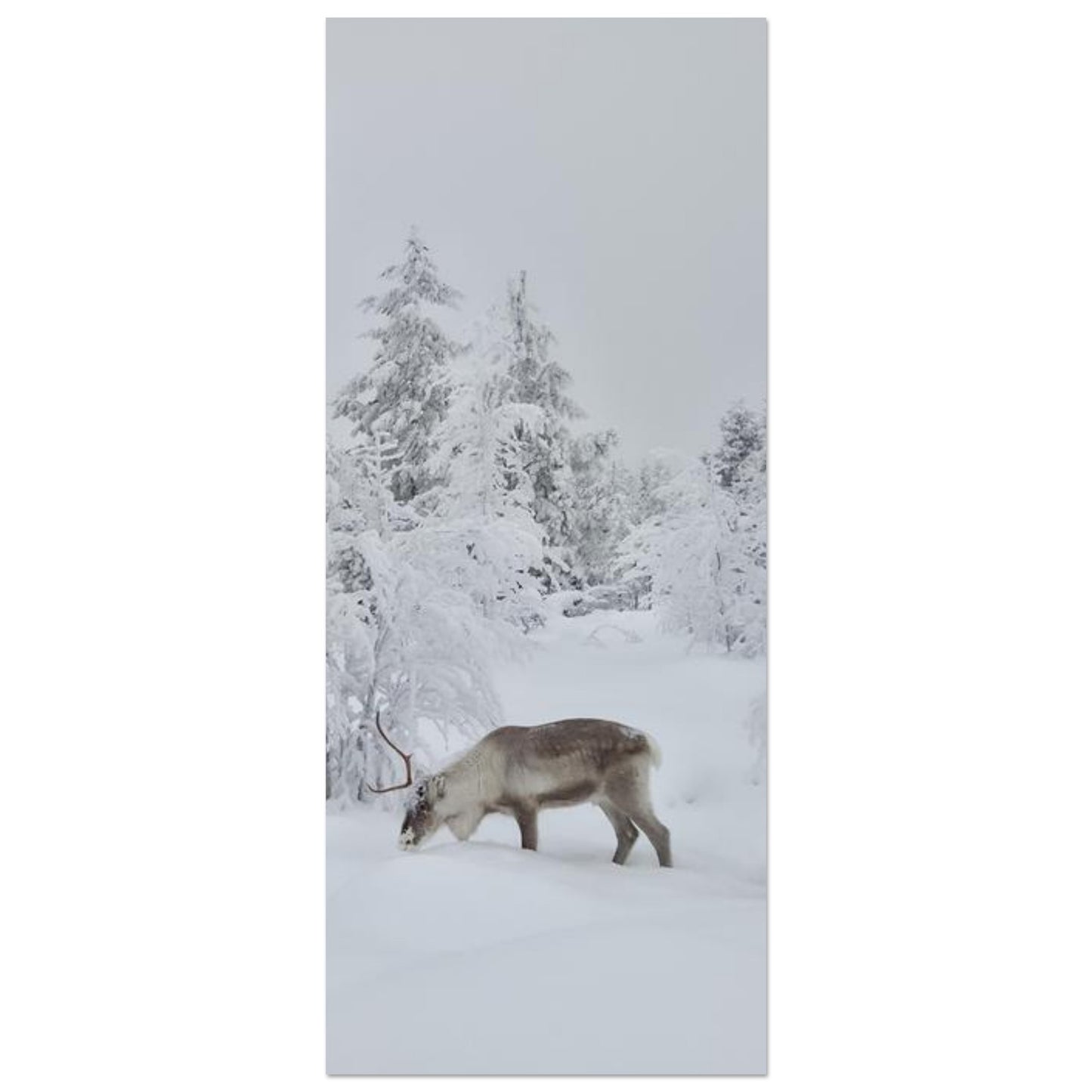 Nordisk renar i snö giclée poster med fine art-kvalitet och 12-färgstryck
