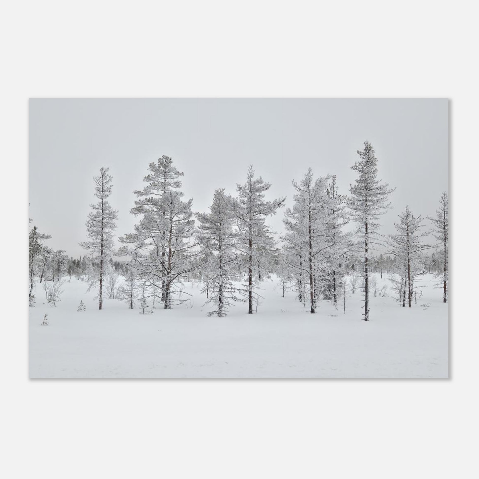Nordisk vinterscen fine art poster med levande färger i museikvalitet
