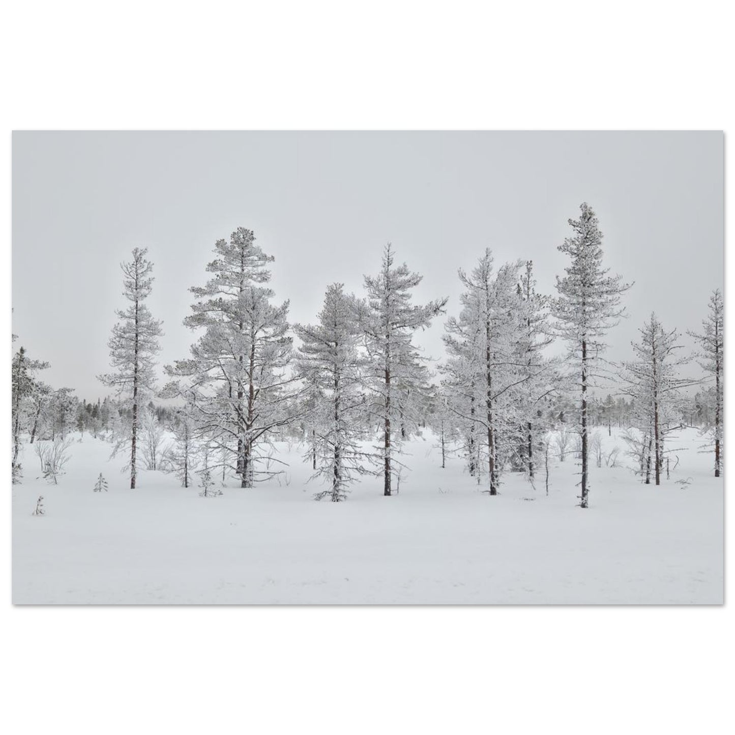 Nordisk vinterscen fine art poster med levande färger i museikvalitet
