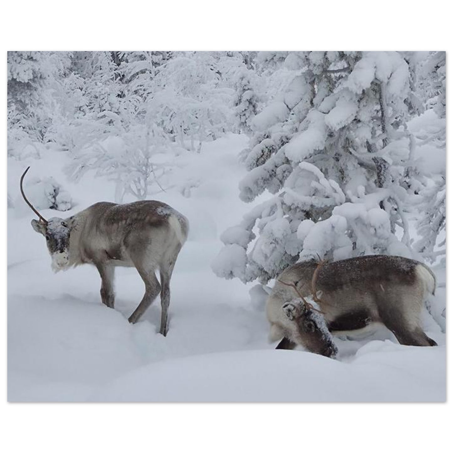 Nordisk ren i snö fine art poster med naturmotiv och levande färger
