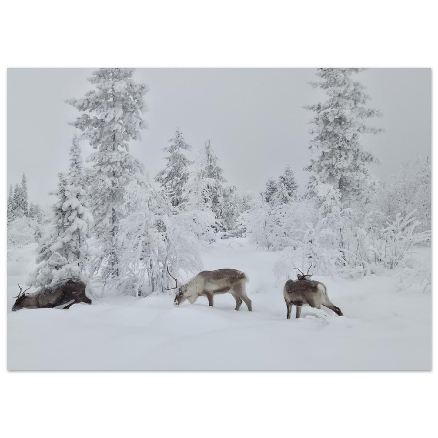Nordisk renar i snö giclée poster med fine art-kvalitet och 12-färgstryck
