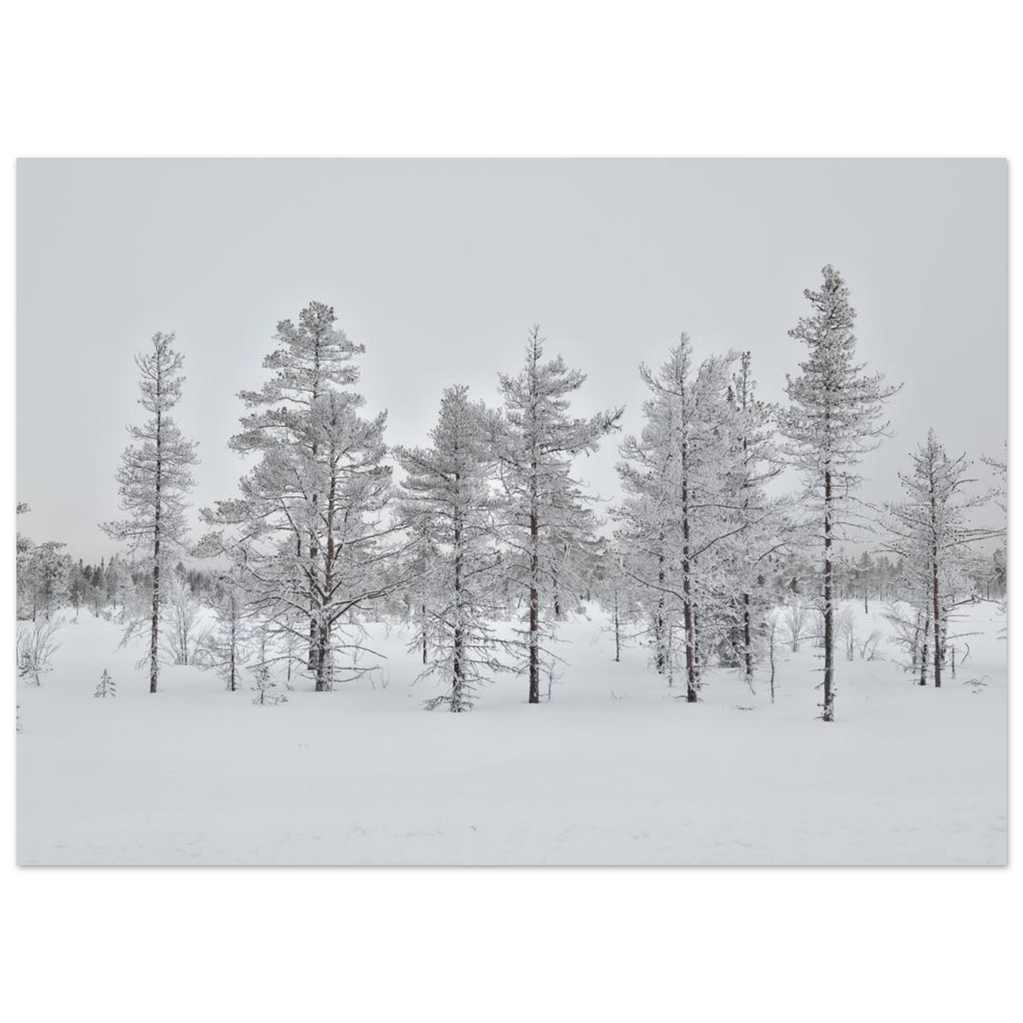 Nordisk vinterscen fine art poster med levande färger i museikvalitet
