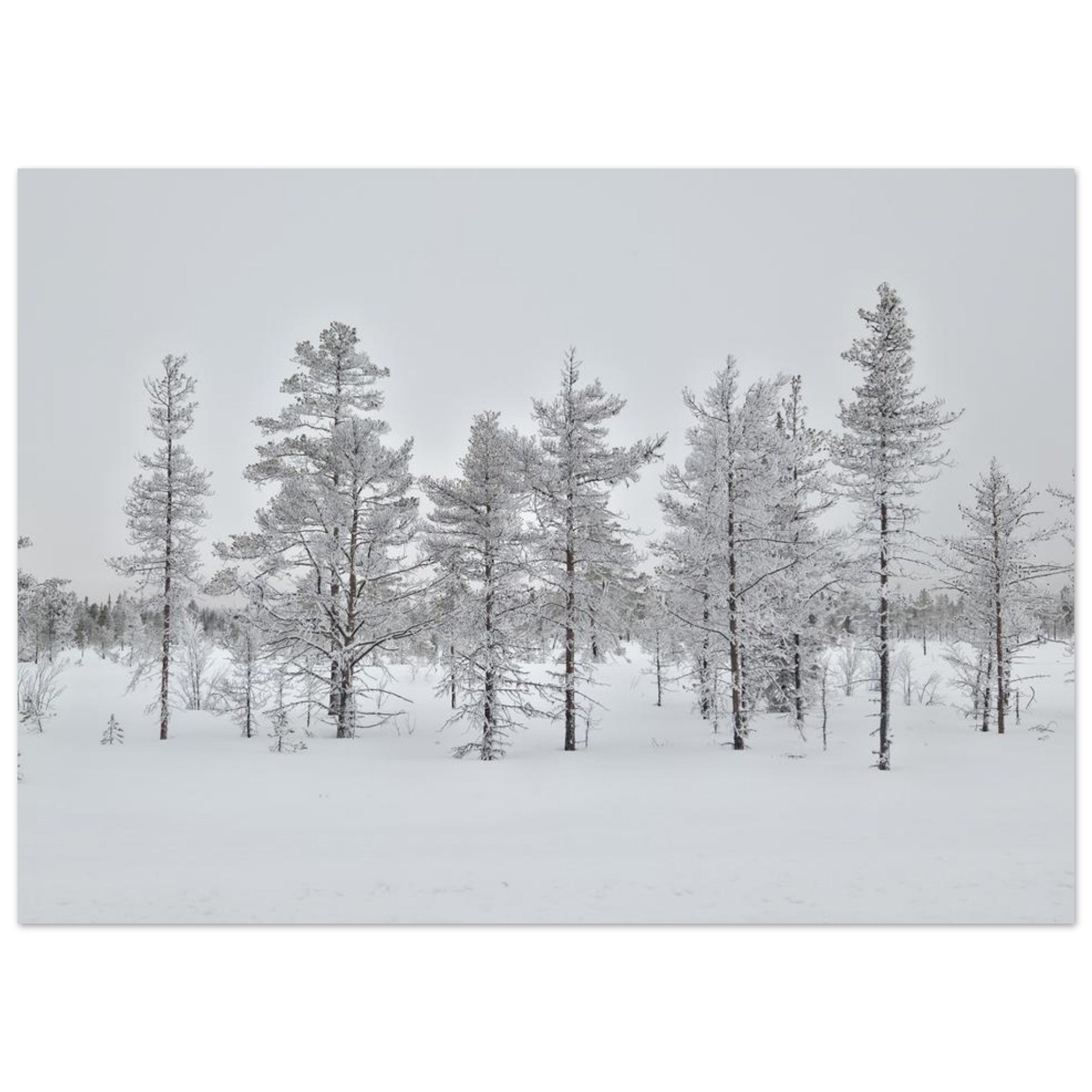 Nordisk vinterscen fine art poster med levande färger i museikvalitet
