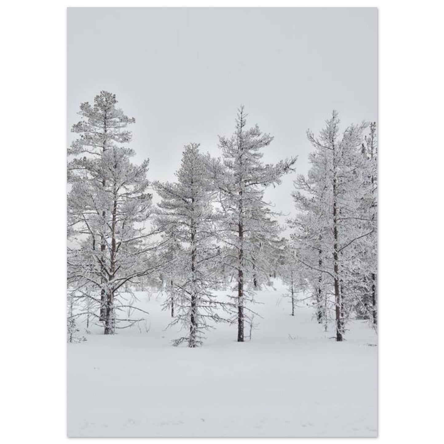 Nordisk vinterscen fine art poster med levande färger i museikvalitet
