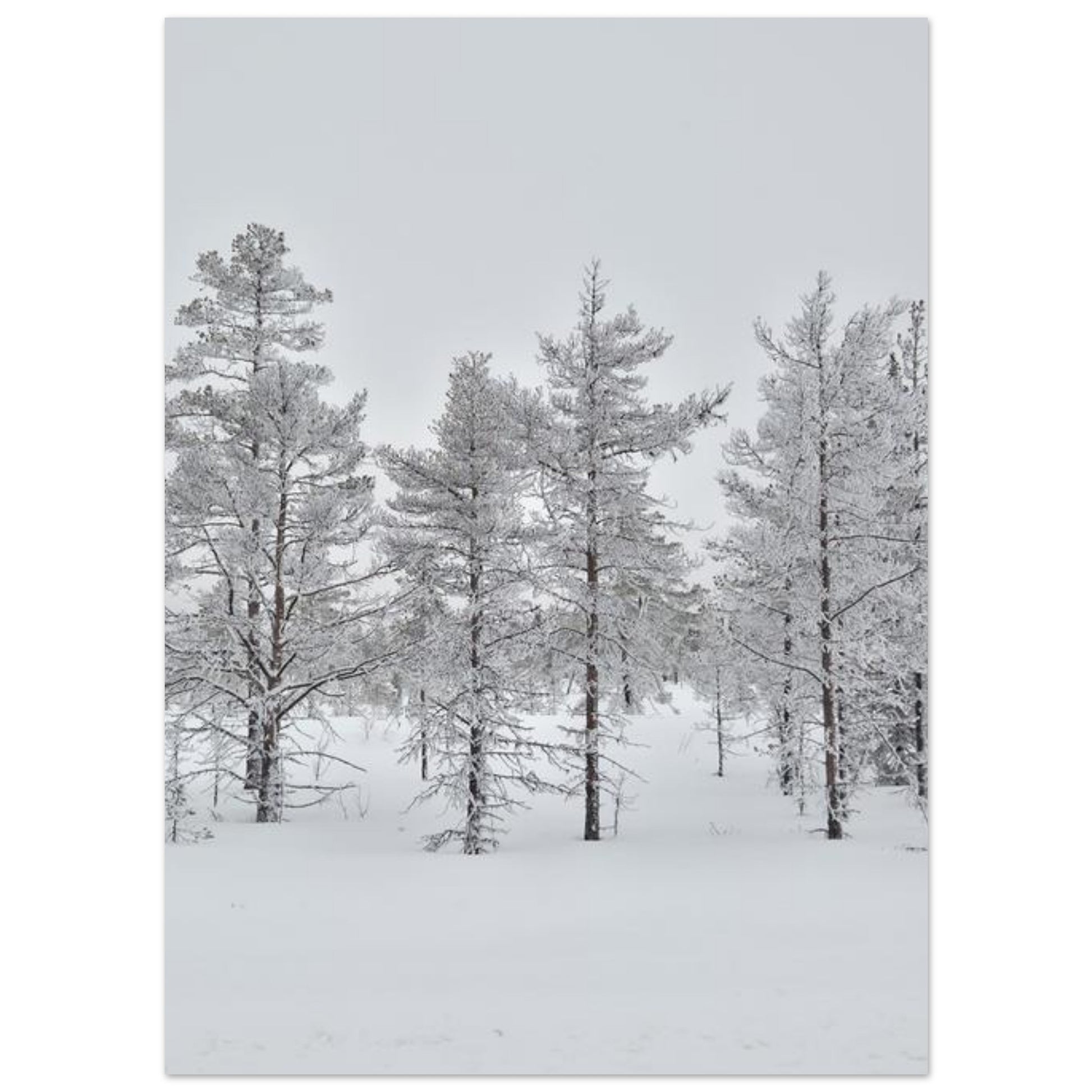 Nordisk vinterscen fine art poster med levande färger i museikvalitet
