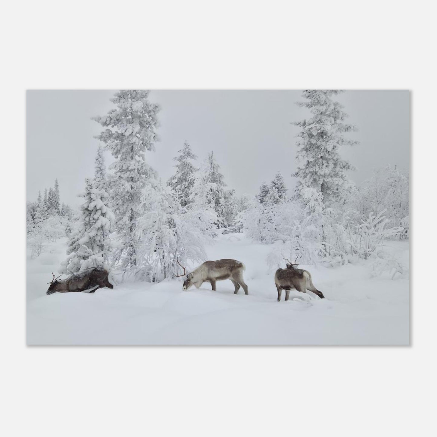 Nordisk renar i snö giclée poster med fine art-kvalitet och 12-färgstryck
