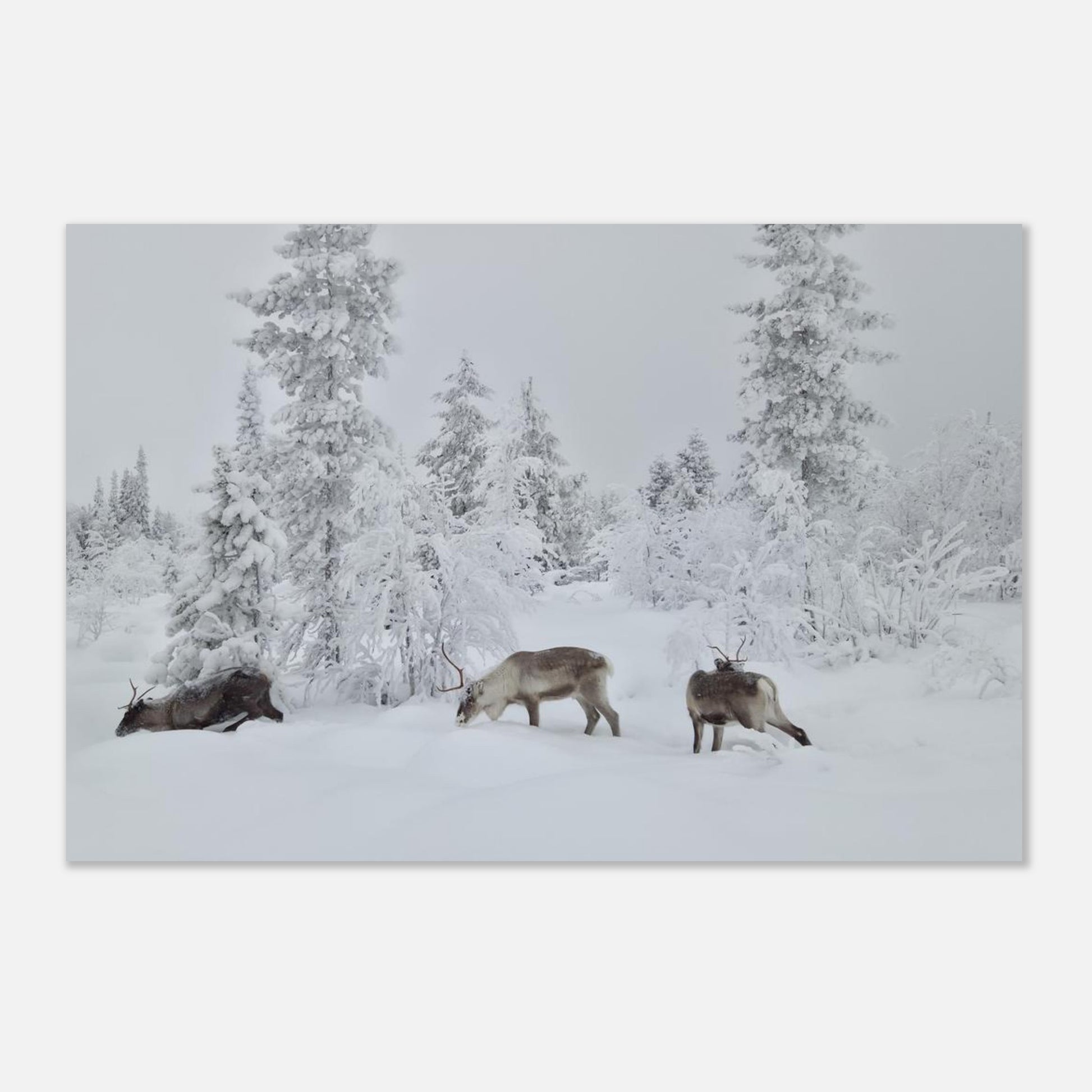 Nordisk renar i snö giclée poster med fine art-kvalitet och 12-färgstryck
