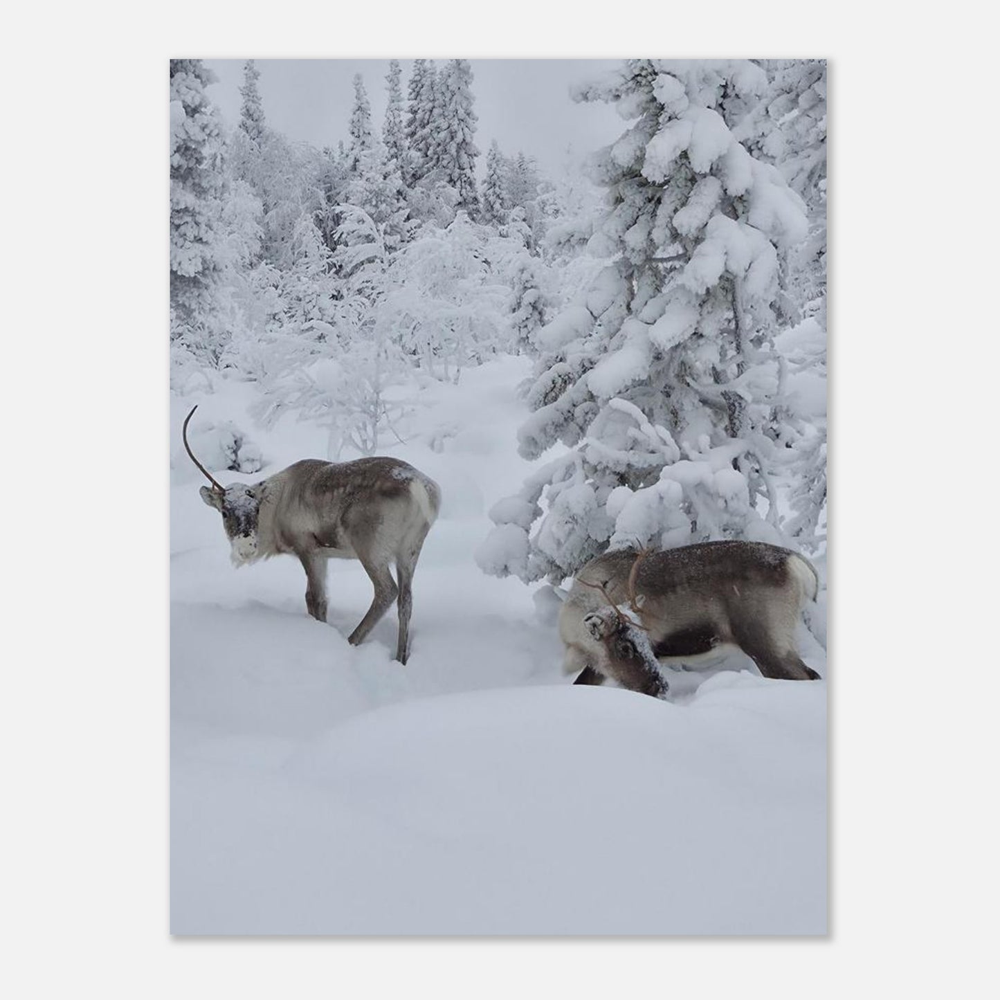 Nordisk ren i snö fine art poster med naturmotiv och levande färger
